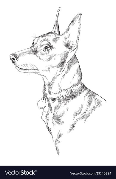 Карликовый пинчер вектор