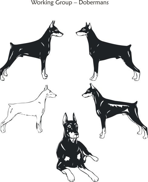 Доберман референс лайн