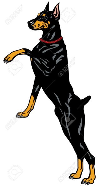 Доберман на задних лапах