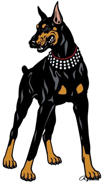 Доберман-пинчер рисунок
