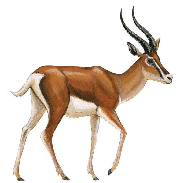 Gazella Bilkis