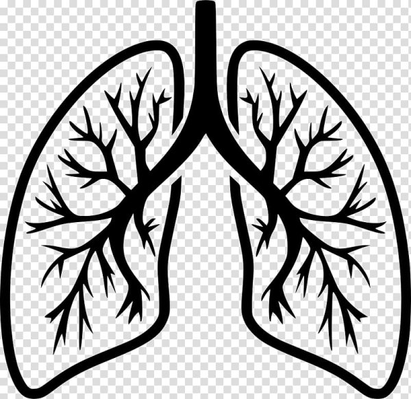 Контур легких