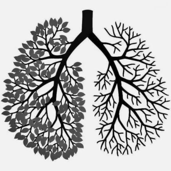 Легкие в виде дерева