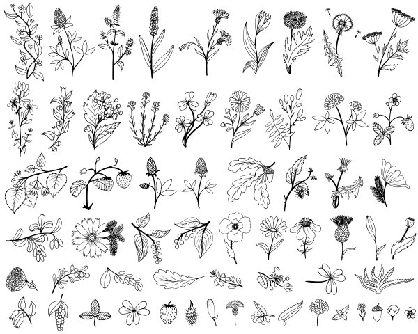 Лекарственные травы вектор