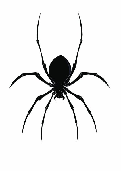 Черный паук на белом фоне