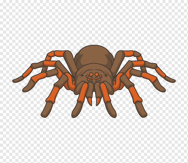 Паук для детей