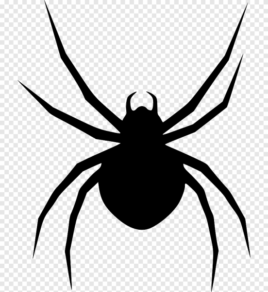 Чёрная вдова паук