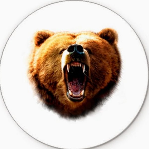 Медведь в круге