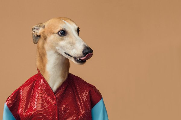 Лейбл Труссарди собака