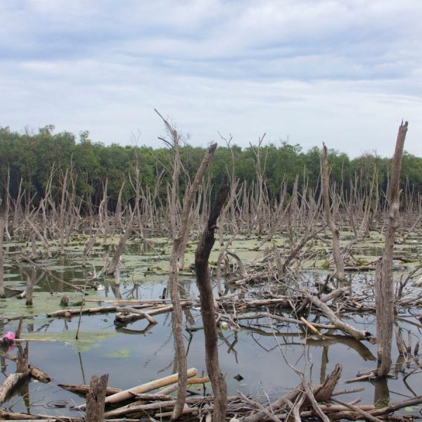 Дизайнерская буква s