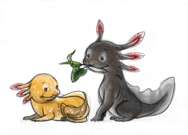 Аксолотль жёлтый арт