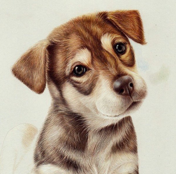 Рисуем щенка