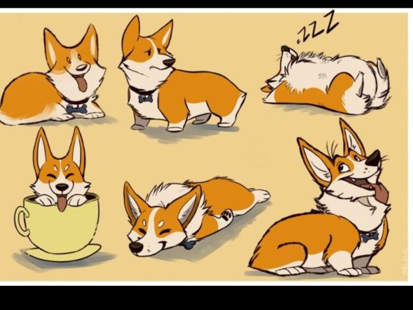 Вельш корги референс