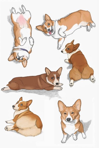 Вельш корги референс