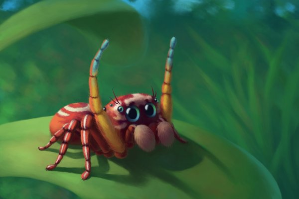 Паук милота