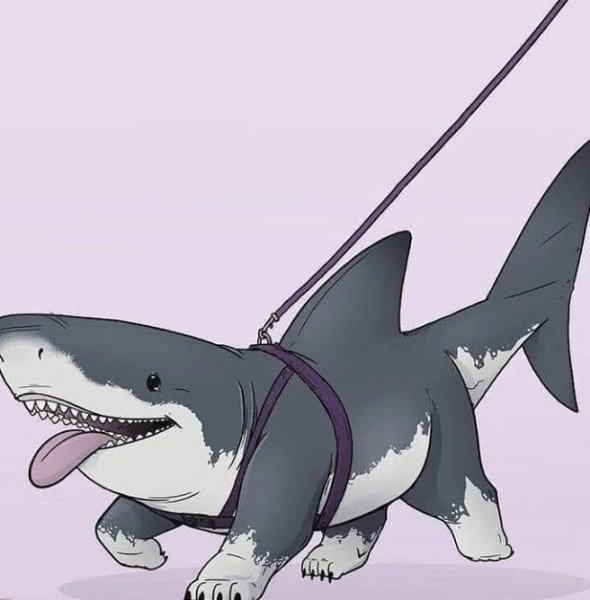 Собака акула