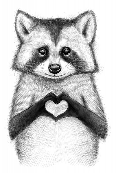 Енот нарисованный