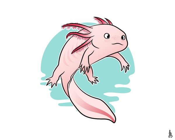 Аксолотль рисуночек