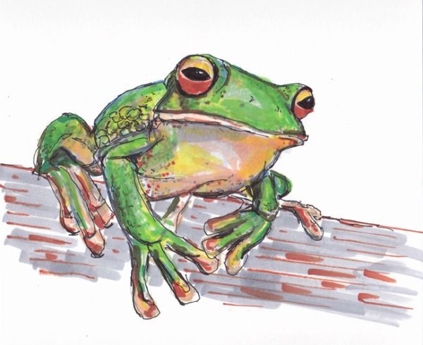 Лягушка скетч