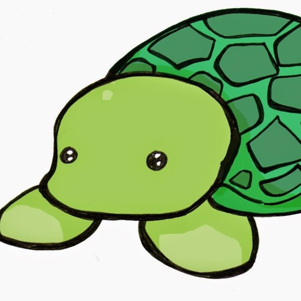 Черепаха для срисовки