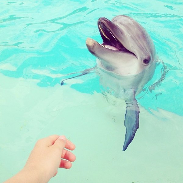 Милые розовые дельфиньчики