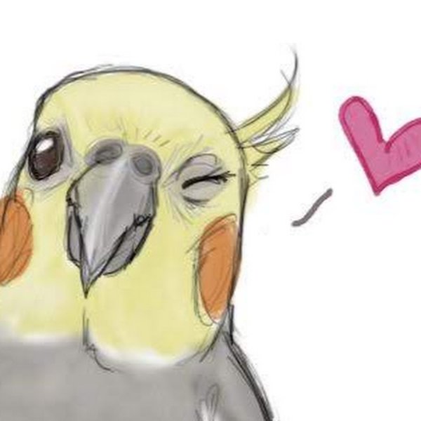 Попугай корелла для срисовки