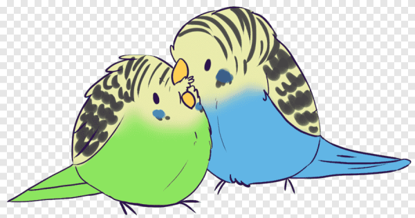 Волнистый попугайчик аниме