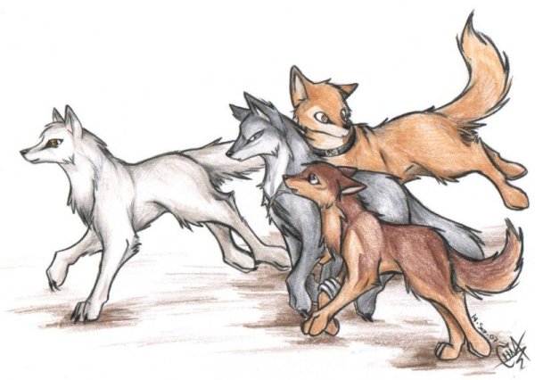 Три волка аниме