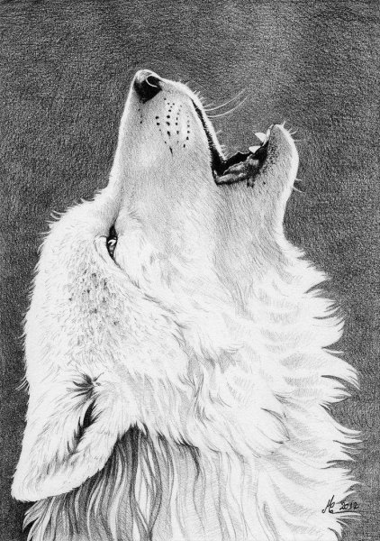 Зарисовки волка