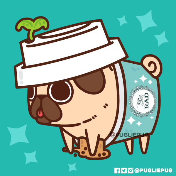 Puglie Pug Мопс