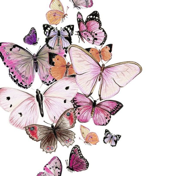 Открытка "бабочки"