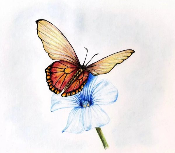 Бабочка цветными карандашами