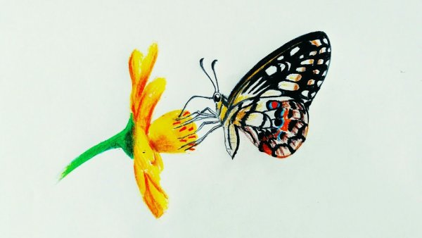 Бабочка рисунок реалистичный