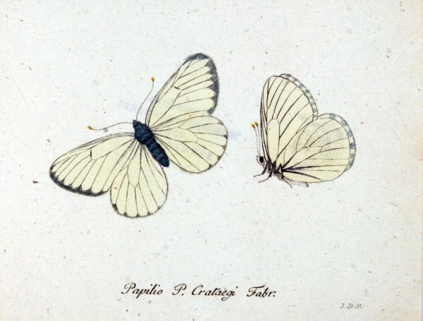 Бабочка скетч арт