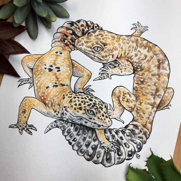 Эублефар Чиби арт