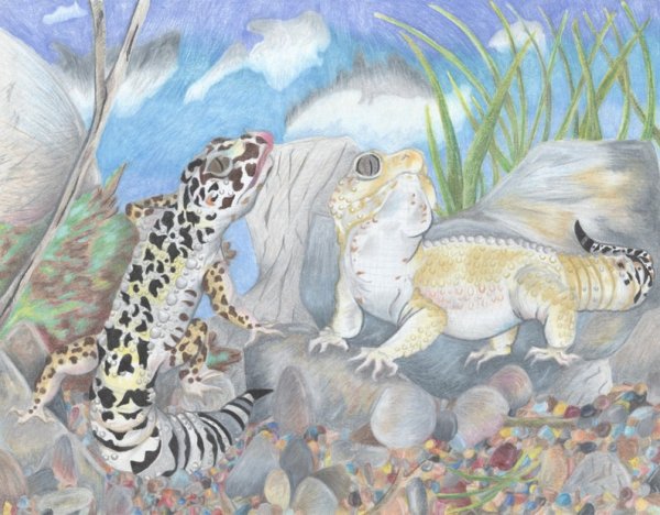 Арт эублефар геккон леопардовый