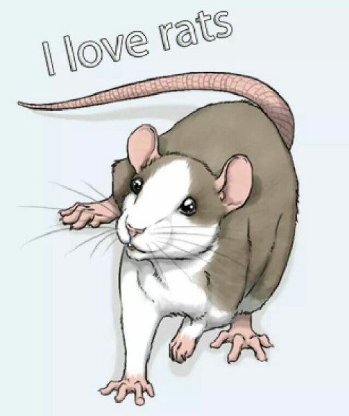Крыса милый арт