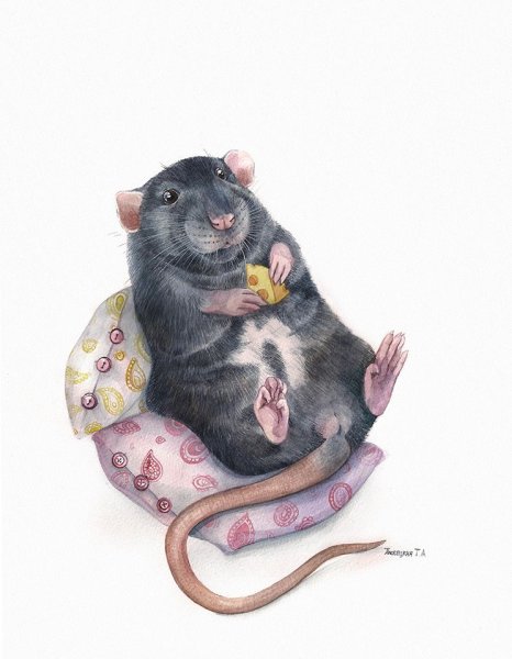 Милая крыса