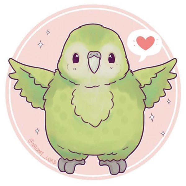 Naomi Lord попугаи