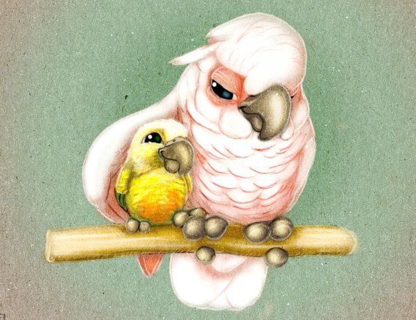 Попугай корелла референс