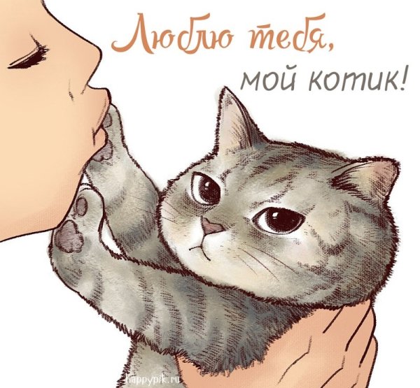 Любимый котик