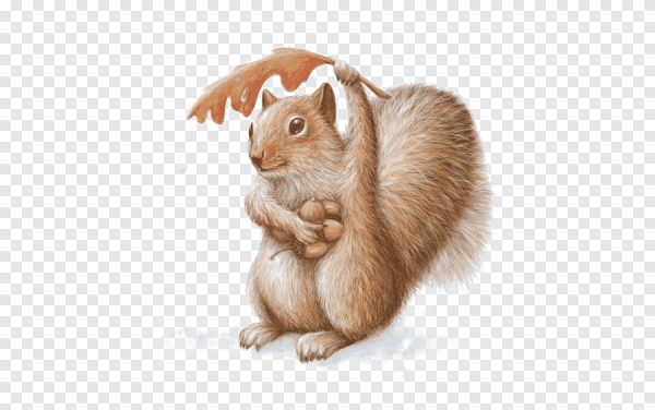 Белка рисунок