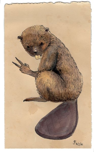 Зарисовка бобра