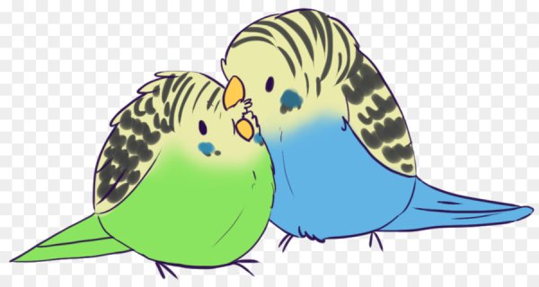 Волнистый попугайчик аниме