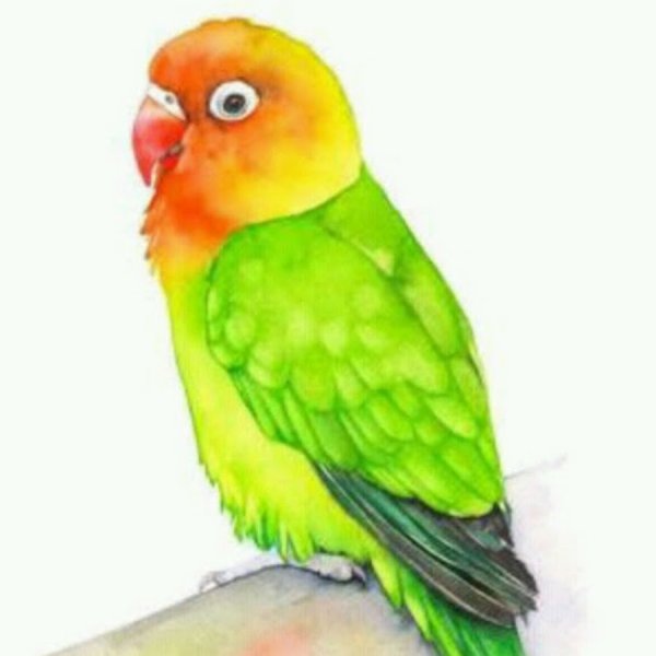 Неразлучники попугаи