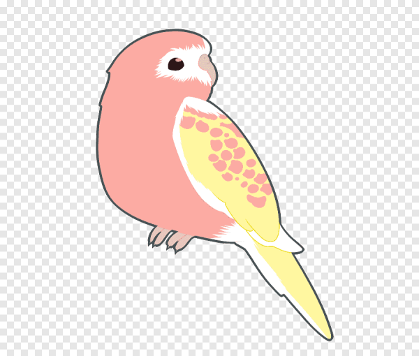 Попугай корелла кавай