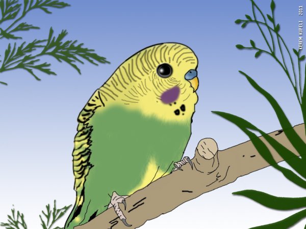 Волнистый попугай арты