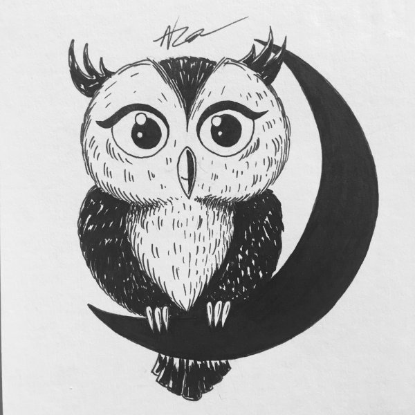 Картинки Совы для срисовки