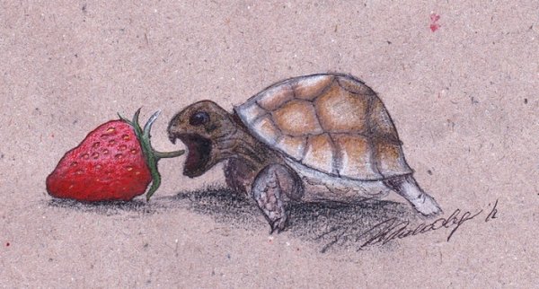 Черепаха для срисовки легко