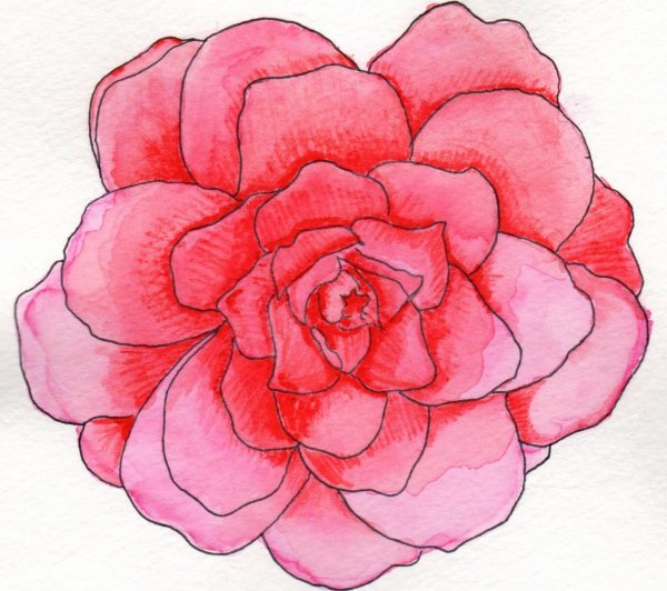 Цветы для срисовывания цветные